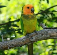Aratinga Pertinax
